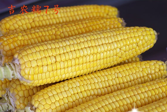 吉农糯7号