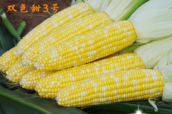 双色甜3号