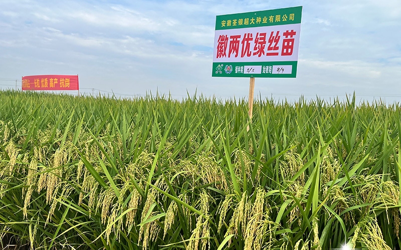 徽两优绿丝苗
